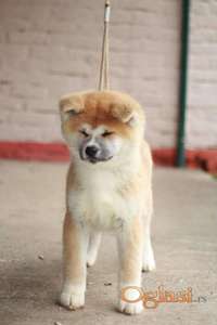 Akita Inu